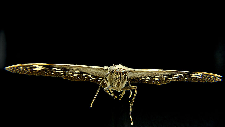 Moth, fjäril, insekt