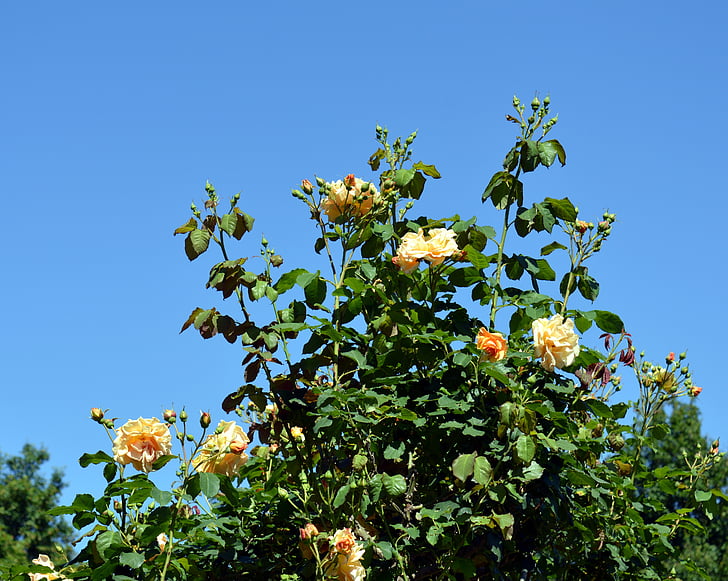 roosid, rosebush, õis, Bloom, Aed, lill, Rose pere