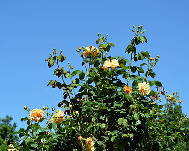 장미, rosebush, 꽃, 블 룸, 정원, 꽃, 장미 가족