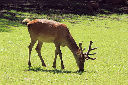 Hirsch, Red deer, liar, Taman Margasatwa, hellental