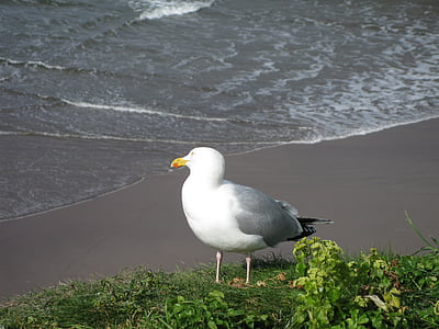 seagull, beach, bird, fly, wings, feather, wildlife