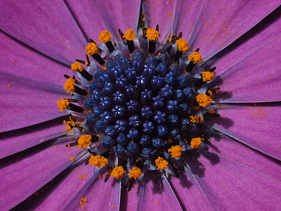 Marguerite, Bornholm marguerite, fialová, kvet, kvet, kvetenstvo, tyčinka