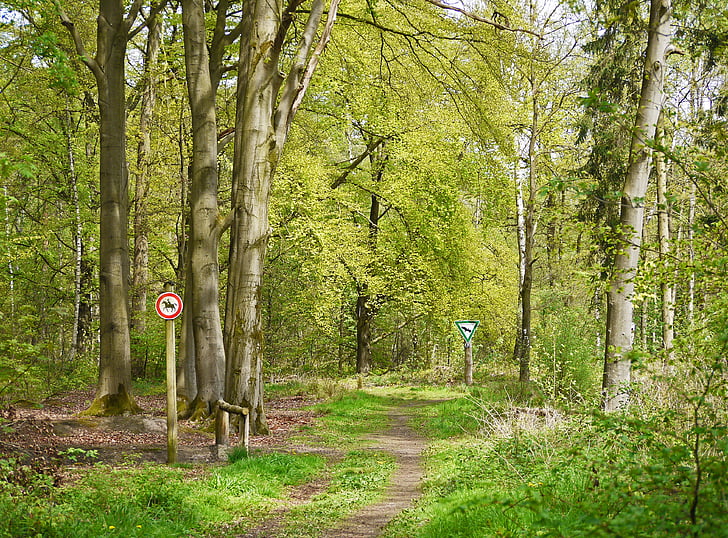 gamtos rezervatas, miško, pavasarį, gali, gali žalios, mišrus miškas, knyga