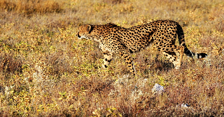 Gepard, Etosha, Namibia, Afryka, Safari, zwierzęta z Safari, dzikich zwierząt