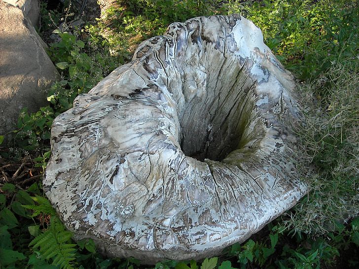 tree stump, hackneyed trunk, nature, natural phenomenon, art in nature