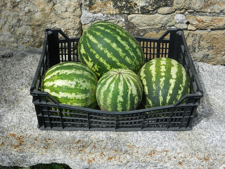 vodové melóny, Kôš, ovocie