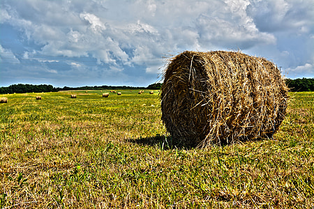 green, hay, agriculture, grass, field, farm, nature
