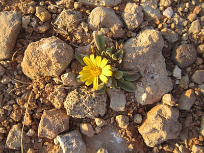 flor amarilla, pequeño, solo, flor silvestre, pequeña flor, planta, flor