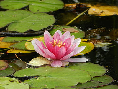 lily, water lily, flower, pink, flowers, pink flower