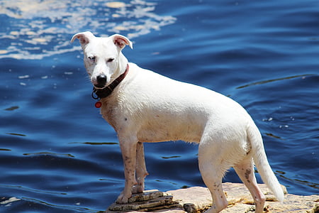 hund, floden, dyreliv fotografering, Bach