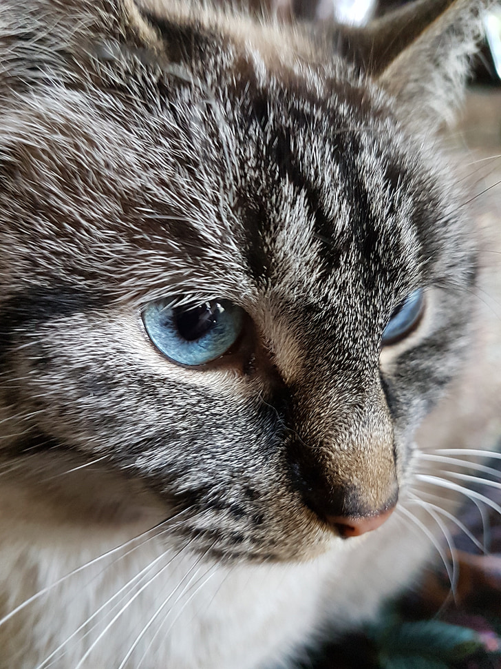 고양이, 파란 눈, 세로, 얼굴, 고양이, 젊은, 아름 다운