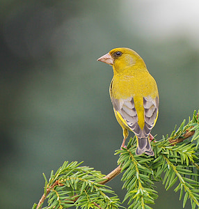 bird, animal, yellow, nature, wildlife, branch, beak