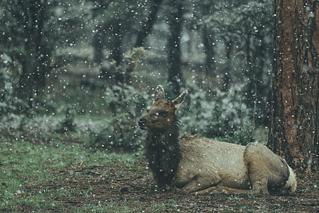 živali, prosto živeče živali, gozd, narave, sneg, pozimi