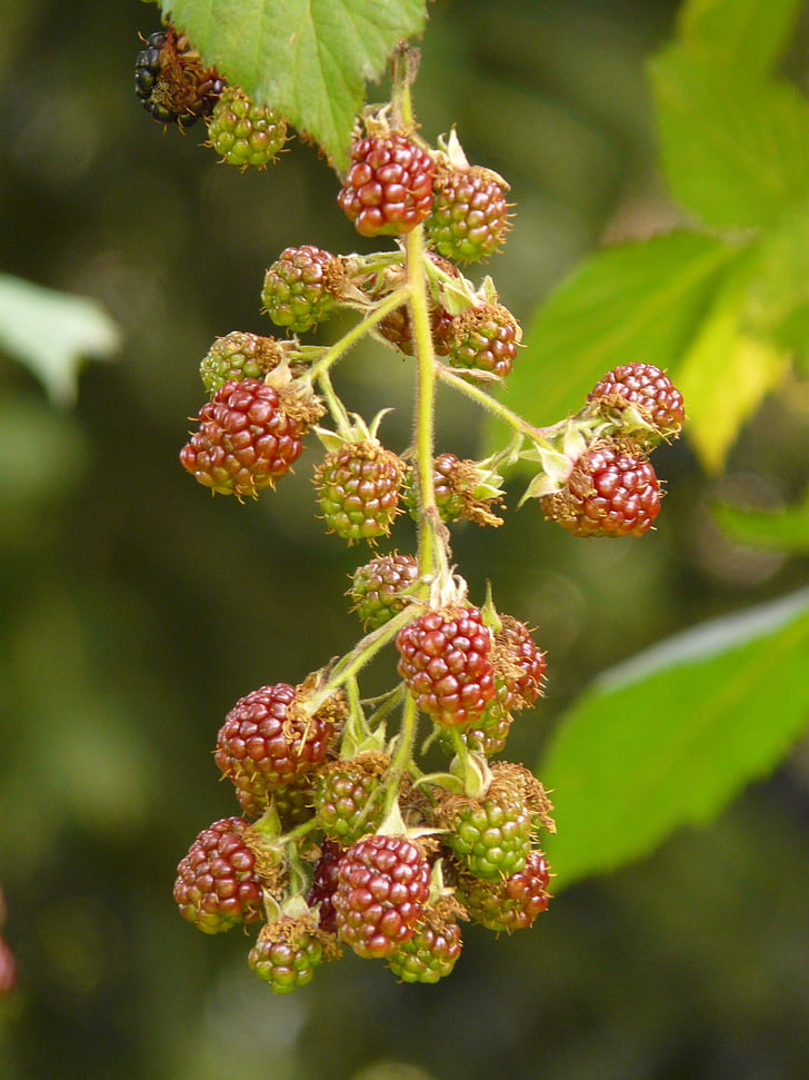 mûres, Rubus sectio rubus, petits fruits, fruits, plante, immatures, vert