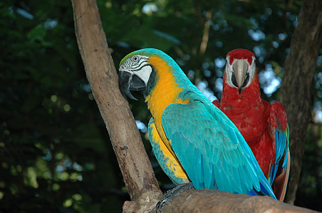 Ara, Vögel, Brazilien
