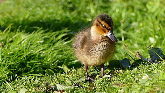 chicks, ducklings, animal children, fluffy, cute, small, wildlife photography