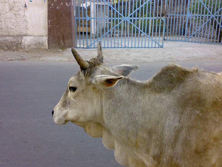 Cow, Indien, heliga, djur, nötkreatur, heliga