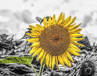bunga matahari, Girasol, Mirasol, Girasole, bunga, hitam dan putih, HDR