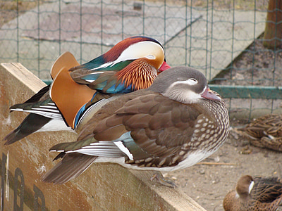 mandarin ducks, ducks, pair, water bird, animal, bird, color