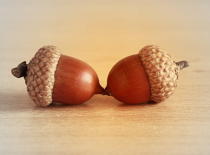 acorn, oak, brown, seeds, couple, two, hat