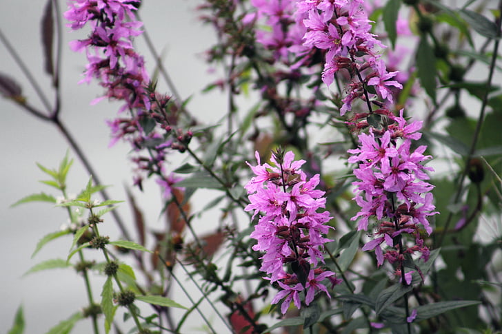 flower, pink, nature, pink flower, plant, purple flower, flowers