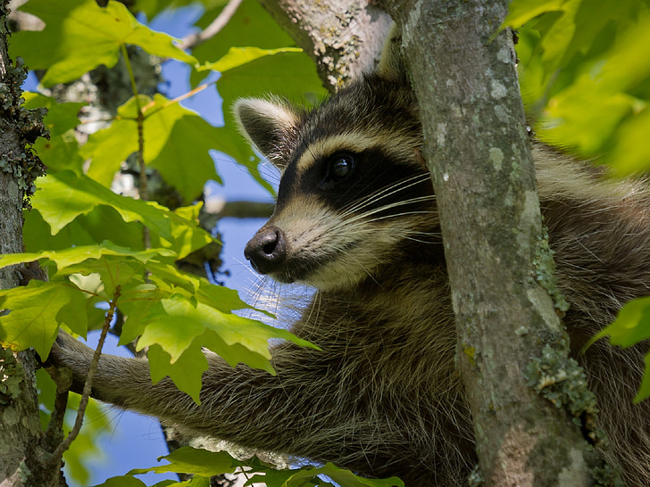 raccoon, tree, limb, portrait, bandit, wildlife, cute