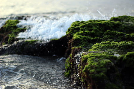 stones, moss, water, waves, shore, coast, rock