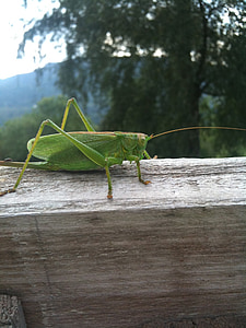 Cricket, bug, animale