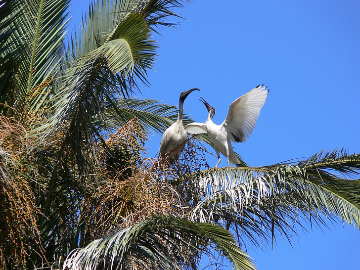 ibis, palm tree, birds, courting, courting birds, dancing birds