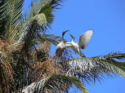 ibis, Palm tree, fåglar, uppvakta, uppvakta fåglar, dansande fåglar