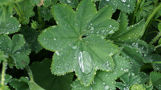 frauenmantel, dew, leaves, green, drop of water, nature, leaf