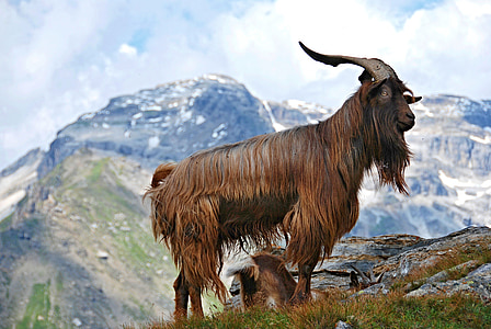 animale, bestiame, capra, capra di montagna, montagne, mammifero, erbivori