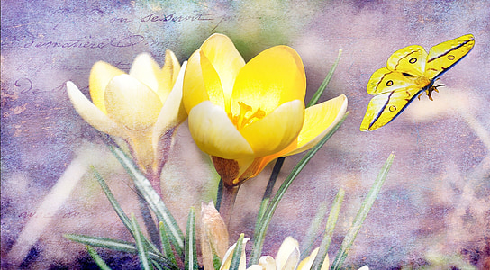 crocus, flower, plant, blossom, bloom, butterfly, yellow