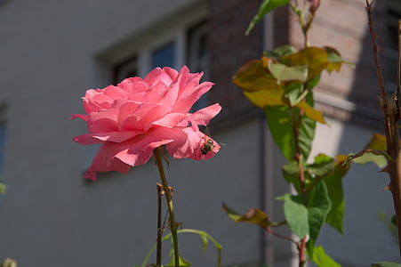 Троянда, рожевий, Комаха, Одномісний
