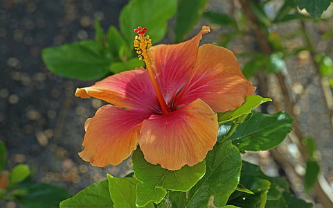 Hibiscus, Pistilo, flor de hibisco, Malva, cerrar, naranja, Malvaceae