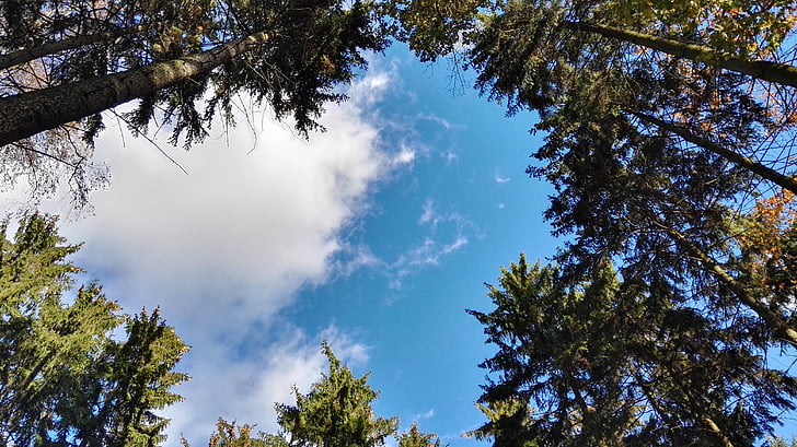 bosc, arbre, núvols, natura, veure, des del fons de la, cel