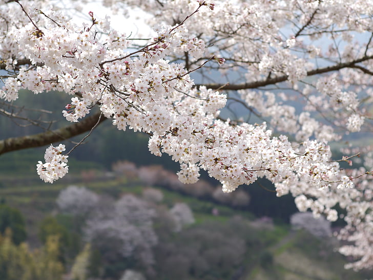 Japán, Kumamoto, cseresznye, hegyi