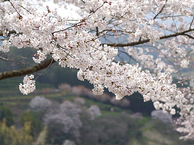Japán, Kumamoto, cseresznye, hegyi