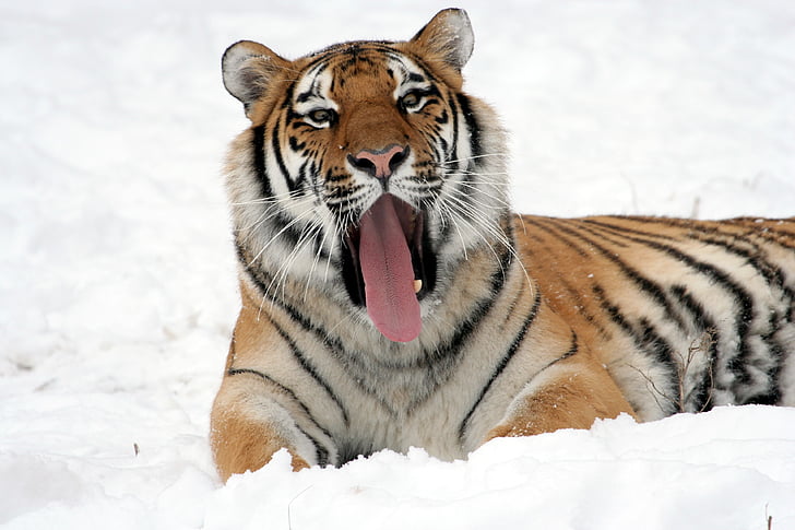 dier, grote kat, sneeuw, tijger, wild dier, wilde kat, dieren in het wild