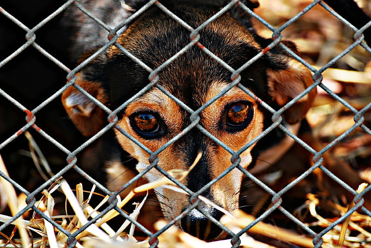 phúc lợi động vật, con chó, giam cầm, thú shelter, Buồn, cứu hộ động vật, con chó cái nhìn