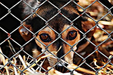 хуманно отношение към, куче, в затвора, животински подслон, Тъжен, животински спасяване, куче гледам