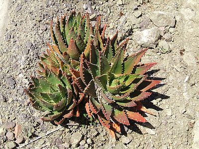 Cactus, sopravvivenza, pietra