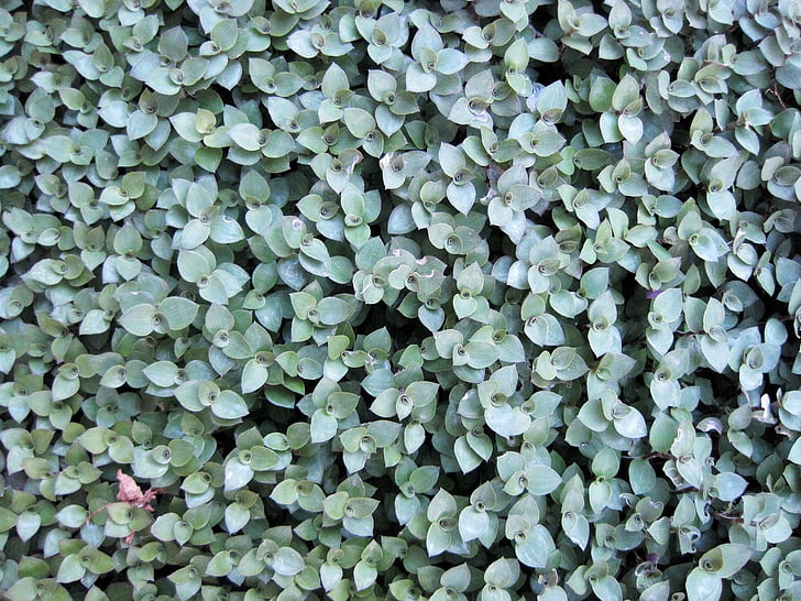 ground covering, green, light, dense, thick, leaves, small
