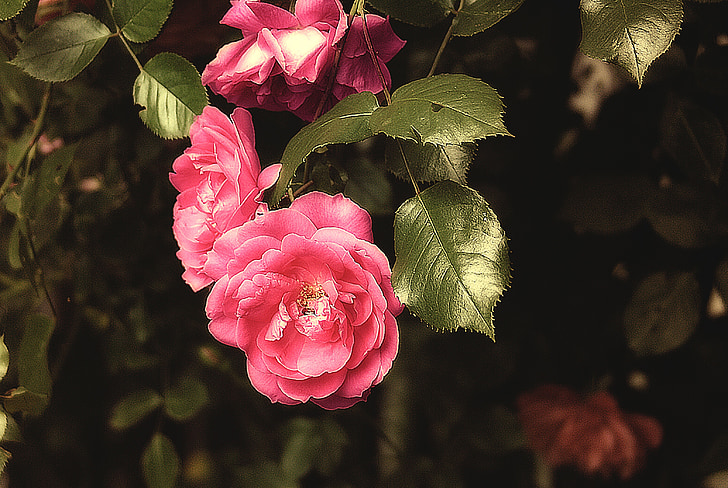 steg, blomst, en blomst hage, rosa rose, Rosebush, hage, hage busker