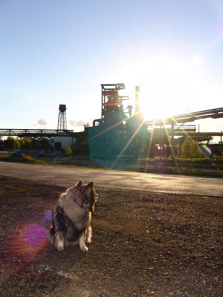 šuo, Phönix Vakarų, plieno gamyklos, Keeshond, šunų veislės, lenktynės, nurodė