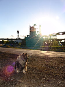 dog, phönix west, steel mill, keeshond, dog breed, race, pointed