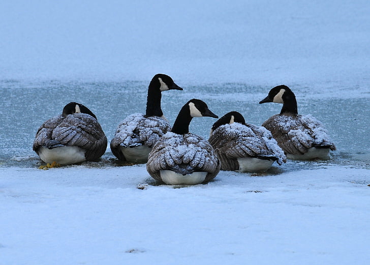 canada geese, birds, waterfowl, wildlife, nature, resting, cold