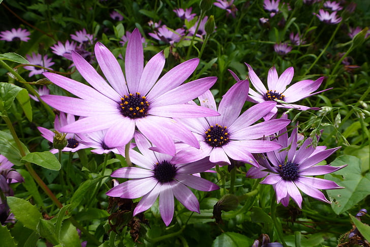 purple flowers, plant, petal, african daisy, nature, flower, summer