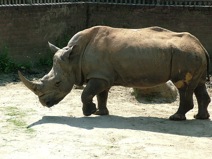Rhino, Bílý nosorožec, zvíře