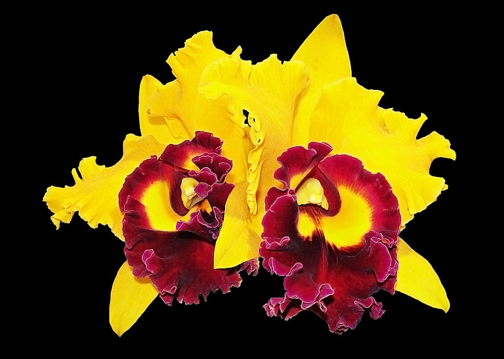 Anggrek, bunga, orchid kuning